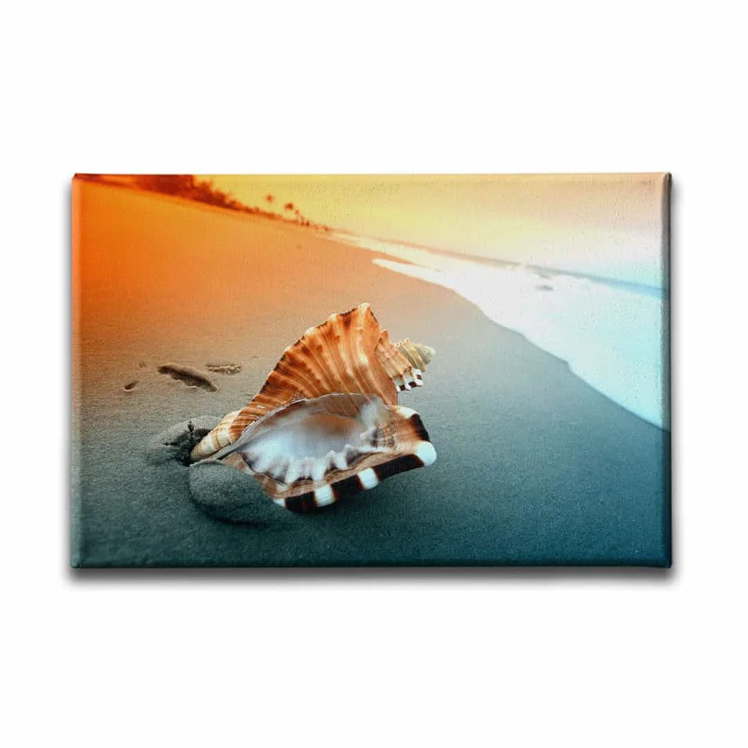Deniz Kabugu Manzara Tablo