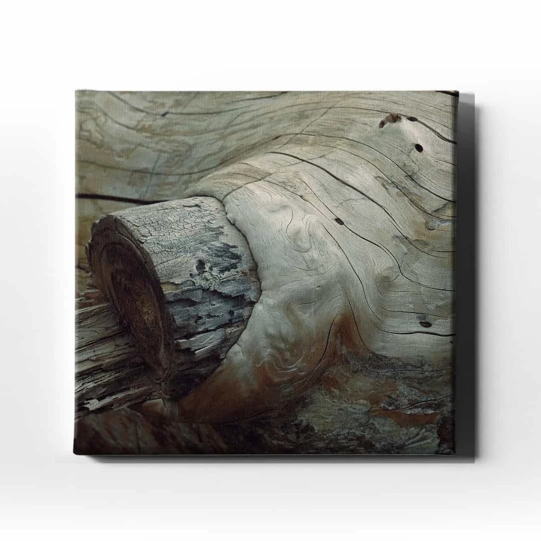 Agac Kovugu  Canvas Tablo